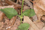 Common gypsyweed